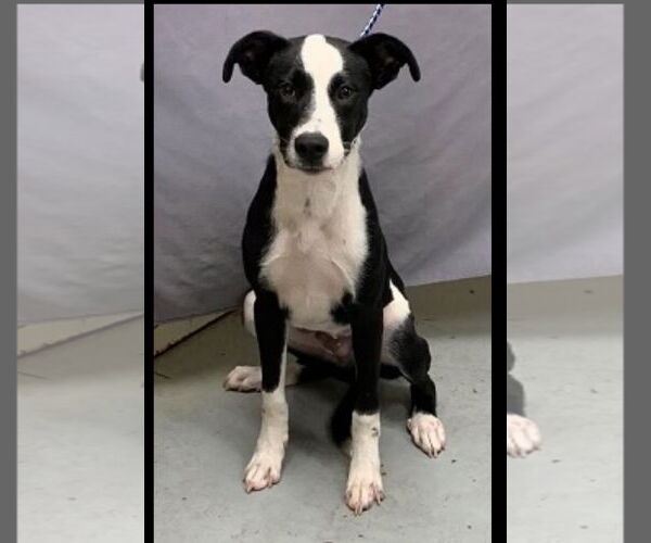 Medium Photo #1 Lab-Pointer Puppy For Sale in Sanford, FL, USA
