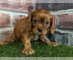 Small #2 Cavalier King Charles Spaniel