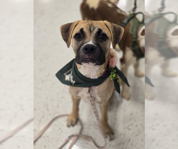 Medium Photo #1 Boxer-Unknown Mix Puppy For Sale in Minneapolis, MN, USA