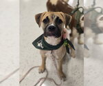 Small Boxer Mix