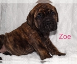 Small Photo #2 Bullmastiff Puppy For Sale in VERONA, MO, USA