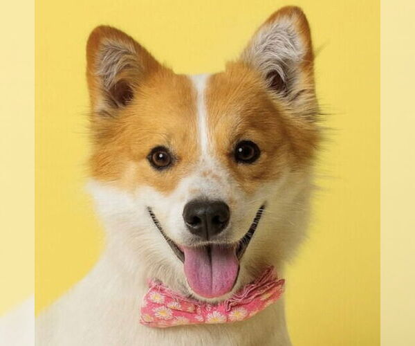 Medium Photo #1 Border Collie-Unknown Mix Puppy For Sale in Jefferson, WI, USA