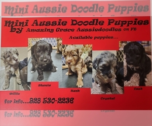 Miniature American Shepherd-Poodle (Miniature) Mix Puppy for sale in KINGMAN, AZ, USA