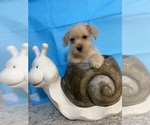 Small Photo #3 Morkie Puppy For Sale in GREENVILLE, NC, USA