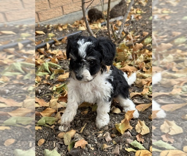 Medium Photo #5 Bernedoodle (Miniature) Puppy For Sale in LONGMONT, CO, USA