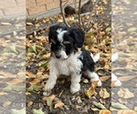 Pepper - Female Bernedoodle (Miniature) Puppy for Sale - Photo #5
