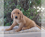 Small Golden Retriever