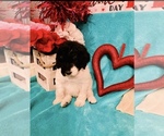Puppy Cindy Lou Who Poodle (Standard)
