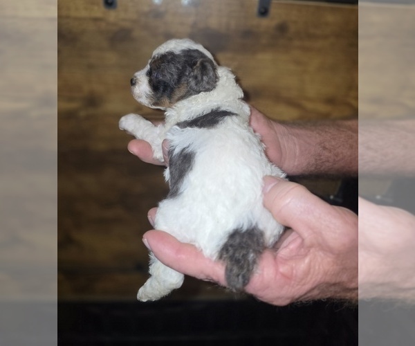 Medium Photo #5 Poodle (Toy) Puppy For Sale in DYERSBURG, TN, USA