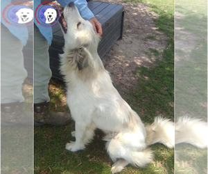 Taylor - Female Great Pyrenees Dog for Adoption - Photo #3