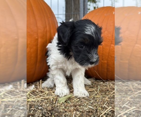 Medium Photo #8 Bernedoodle (Miniature) Puppy For Sale in LONGMONT, CO, USA