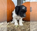 Oreo - Female Bernedoodle (Miniature) Puppy for Sale - Photo #8