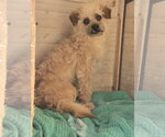 Small #7 Poodle (Miniature) Mix