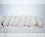 Small Photo #8 Maremma Sheepdog Puppy For Sale in WITTMANN, AZ, USA