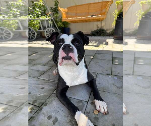 Medium Photo #5 Mutt Puppy For Sale in Rockville, MD, USA