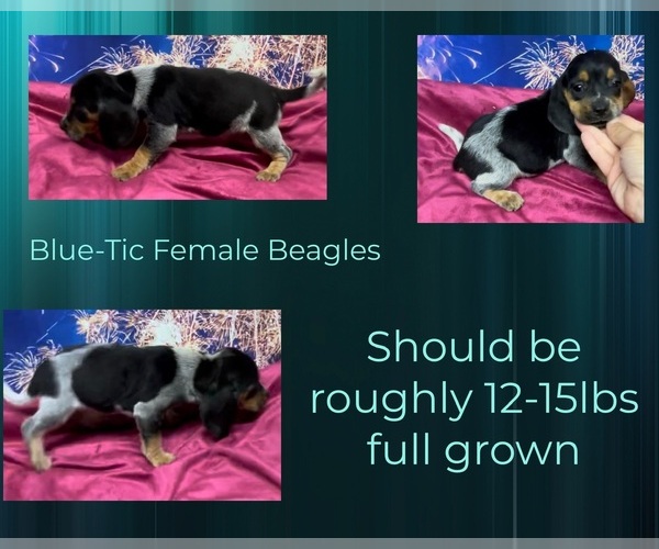 Medium Photo #1 Beagle Puppy For Sale in AZLE, TX, USA
