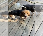Puppy Little boy Beagle