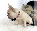 Small #4 French Bulldog