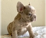 Small Photo #10 French Bulldog Puppy For Sale in ANAHEIM, CA, USA