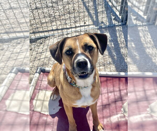 Medium Photo #32 Australian Shepherd-Boxer Mix Puppy For Sale in Bolivar, MO, USA