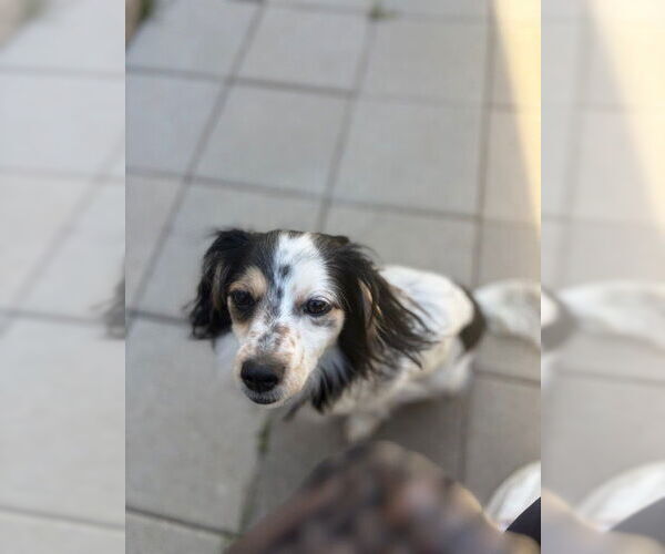 Medium Photo #4 Papillon Puppy For Sale in Lakewood, CO, USA