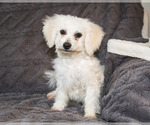 Small Photo #1 Bichon Frise Puppy For Sale in WAKARUSA, IN, USA