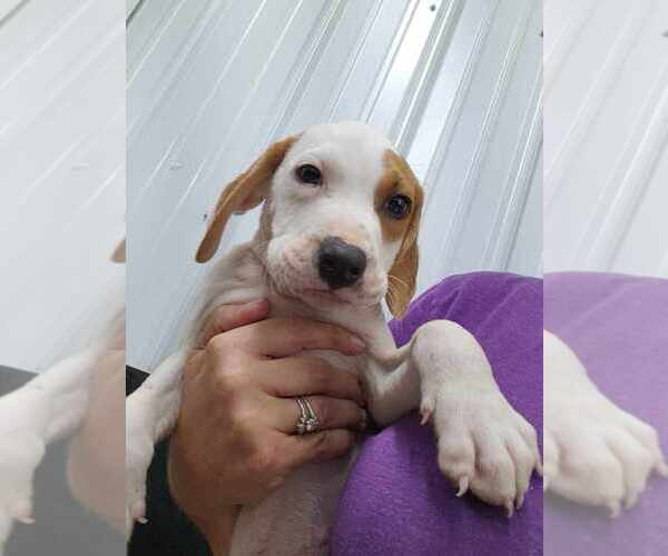 Medium Photo #3 Mutt Puppy For Sale in Osgood, IN, USA