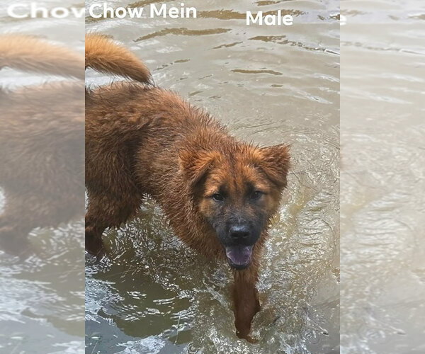 Medium Photo #2 Retriever -Unknown Mix Puppy For Sale in Canton, CT, USA