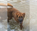 Small #1 Retriever  Mix
