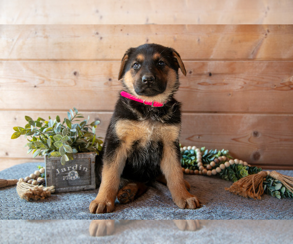 Medium Photo #3 German Shepherd Dog Puppy For Sale in GORDONVILLE, PA, USA