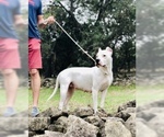 Small Photo #18 Dogo Argentino Puppy For Sale in AUSTIN, TX, USA