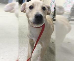 Boxer-Unknown Mix Dogs for adoption in Riverside, CA, USA