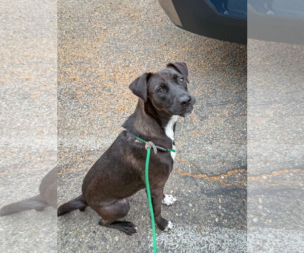 Medium Photo #1 Labrador Retriever-Unknown Mix Puppy For Sale in San Diego, CA, USA