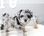 Small Photo #1 Poovanese Puppy For Sale in MARIETTA, GA, USA