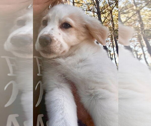 Medium Photo #1 Labrador Retriever-Unknown Mix Puppy For Sale in Oak Bluffs, MA, USA