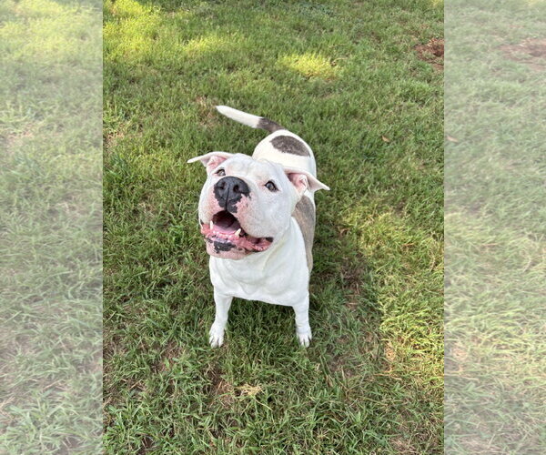 Medium Photo #1 American Bulldog Puppy For Sale in Pacolet, SC, USA