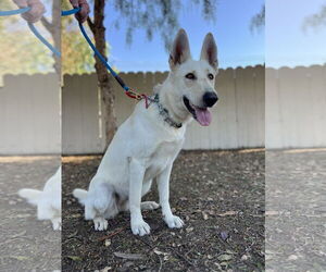 German Shepherd Dog Dogs for adoption in San Diego, CA, USA