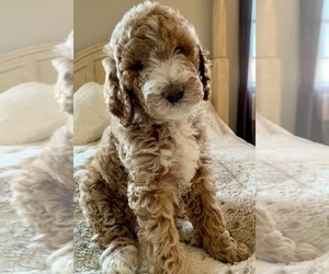Goldendoodle Puppy for Sale in WILMINGTON, North Carolina USA