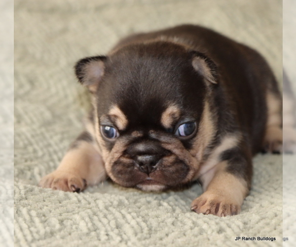 Medium Photo #3 French Bulldog Puppy For Sale in WINNSBORO, TX, USA