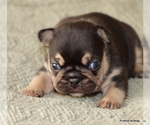 Small #2 French Bulldog