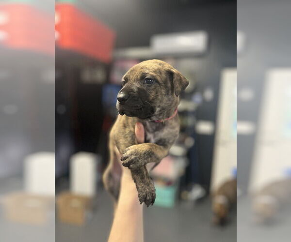 Medium Photo #6 Mutt Puppy For Sale in Imlay City, MI, USA