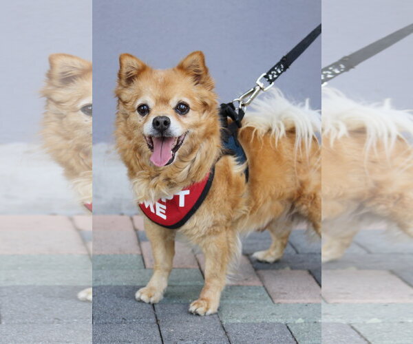 Medium Photo #1 Chiranian Puppy For Sale in Mission Viejo, CA, USA