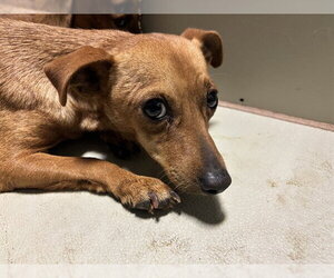 Dachshund Dogs for adoption in Bakersfield, CA, USA