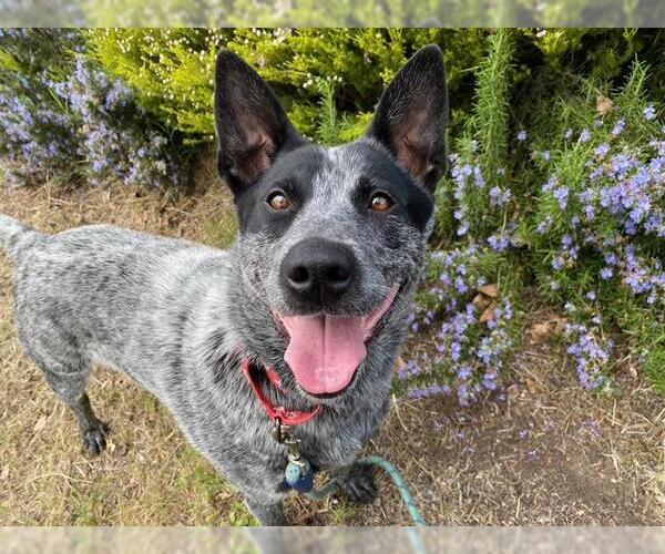 Medium Photo #2 Mutt Puppy For Sale in Santa Rosa, CA, USA