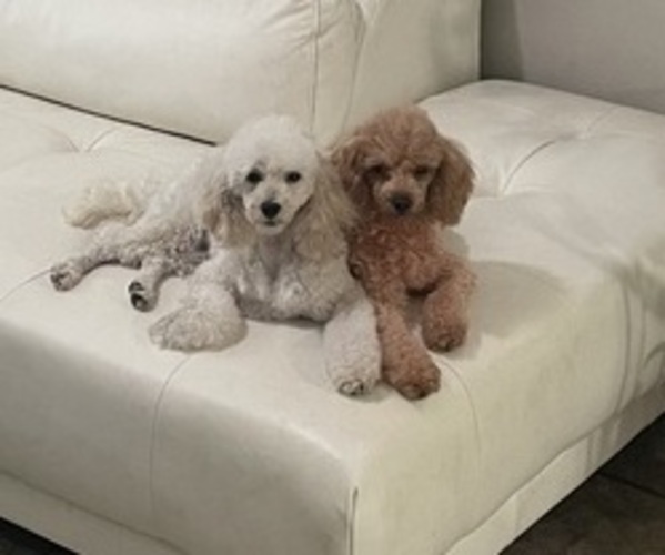 Medium Photo #1 Poodle (Toy) Puppy For Sale in HOLIDAY, FL, USA