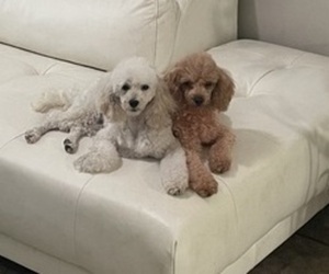 Mother of the Poodle (Toy) puppies born on 09/08/2025