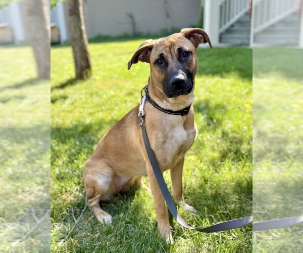 Medium Photo #26 Black Mouth Cur-German Shepherd Dog Mix Puppy For Sale in Brewster, NY, USA