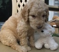 Puppy 0 Goldendoodle