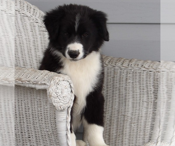Medium Photo #3 Australian Shepherd Puppy For Sale in GLADE SPRING, VA, USA
