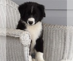 Small #2 Australian Shepherd
